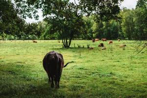 Highland cattle standing on green grass photo