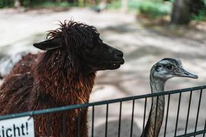 Alpaca behind a fence photo