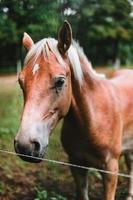 cerca arriba de un ligero marrón caballo foto