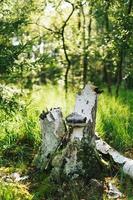 Tree trunk with mushroom on it in a sunny forrest