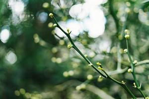 naturaleza antecedentes ramas con hermosa bokeh verde color foto