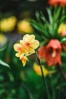 Blooming Narcissus with raindrops on it in spring with snow on the ground photo