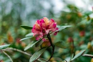 de cerca de un rododendro flor planta foto