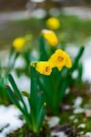 Closed Narcissus with raindrops on it in spring with snow on the ground photo