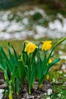 Blooming Narcissus with raindrops on it in spring with snow on the ground photo