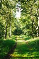 Beautiful and refreshing forrest on a sunny spring day in Germany photo