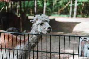 Alpaca behind a fence photo