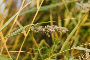 phragmites australis, conocida como la caña común foto