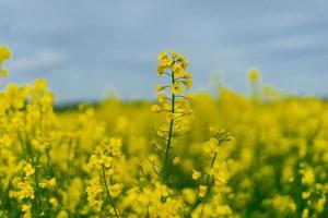 Rapeseed field in Germany with flowers photo