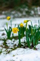 floreciente narciso con gotas de lluvia en eso en primavera con nieve en el suelo foto