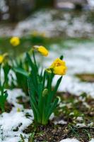 Closed Narcissus with raindrops on it in spring with snow on the ground photo