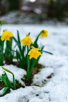 Blooming Narcissus with raindrops on it in spring with snow on the ground photo