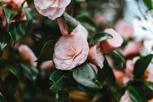 rosado camelia rosal japonés, conocido como común camelia, o japonés camelia foto