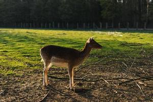 hembra persa barbecho ciervo, dama mesopotamica foto