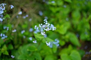 Myosotis scorpioides, the true forget-me-not or water forget-me-not photo