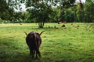 Highland cattle standing on green grass photo