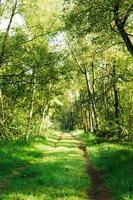 Beautiful and refreshing forrest on a sunny spring day in Germany photo