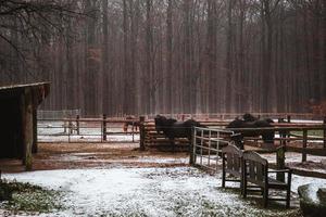 Winter in the forrest with some ponies and horses and snow photo