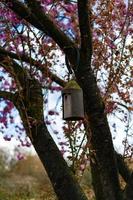 Bird house on a cherry tree photo