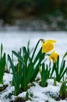 Blooming Narcissus with raindrops on it in spring with snow on the ground photo