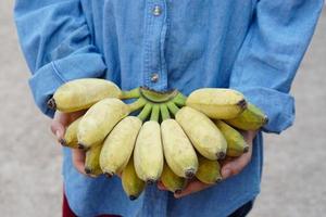 Closeup gardener holds bunch of yellow ripe organic cultivated bananas. Concept , Agriculture crop in Thailand. Thai farmers grow  bananas for sell as family business or share to neighbor photo