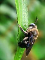 cerca arriba fotografía, carpintero abeja foto