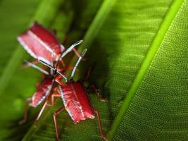 macro fotografía, insectos, pentatomidae foto