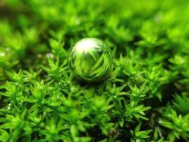 close up, photo of natural plants