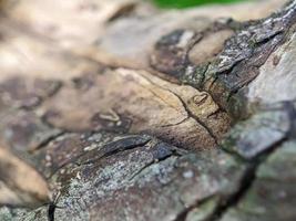 close up photo, dead tree bark texture photo