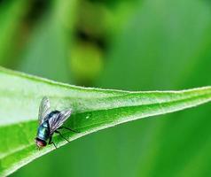 closeup photography, insects, flies photo