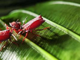 macro fotografía, insectos, pentatomidae foto