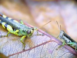 de cerca fotografía, saltamontes foto