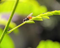 closeup photography, insects, flies