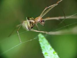 cerca arriba foto, araña foto