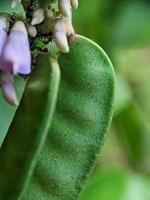 close up photo, plant photo