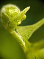 close up photo, leaf photo