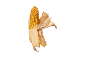 maíz mazorca aislado en un transparente antecedentes png