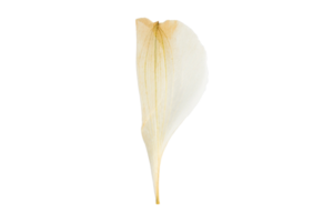 Beige petals isolated on a transparent background png