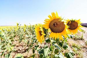 Sunflower field in summer photo