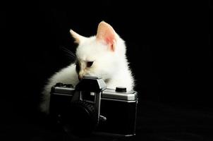 White kitten with a camera photo