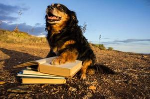 Dog on the beach with books photo