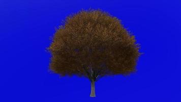 Baum Animation - - japanisch Zelkova - - japanisch Ulme - - keyaki - - Keaki - - Zelkova serrata - - Grün Bildschirm Chroma Schlüssel - - groß 1a - - Herbst fallen video