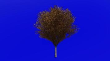 arbre animation - Japonais zelkova - Japonais orme - keyaki - keaki - zelkova serrata - vert écran chrominance clé - moyen 1a - l'automne tomber video