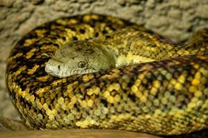 Jamaican boa, Epicrates subflavus, this snake is threatened with extinction. photo