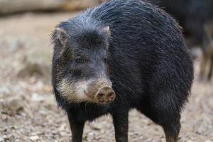 Chacoan peccary, also known as the tagua. photo