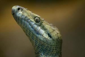 Jamaican boa, Epicrates subflavus, this snake is threatened with extinction. photo