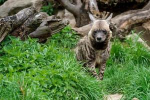 Striped hyena, Hyaena hyaena sultana photo