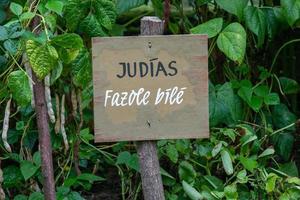 Inscription in Spanish and Czech on wooden board in the garden. Information sign and inscription white beans. Vegetable garden. photo