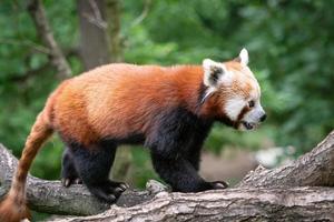 Red panda on the tree. Cute panda bear in forest habitat. photo