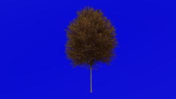 arbre animation - Japonais zelkova - Japonais orme - keyaki - keaki - zelkova serrata - vert écran chrominance clé - petit 2a - l'automne tomber video